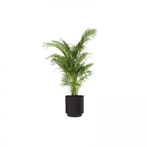 Areca Palm (Demo)