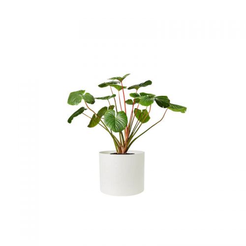Alocasia Green (Demo)