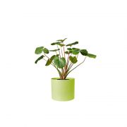 Alocasia Green (Demo)
