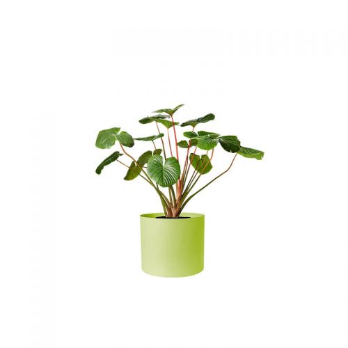 Alocasia Green (Demo)