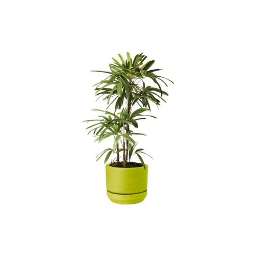 Alocasia palm (Demo)