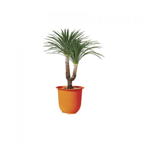 Dracaena Marginata (Demo)