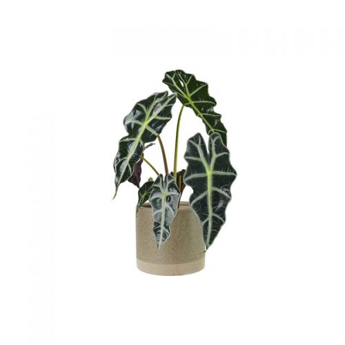 Alocasia Long (Demo)