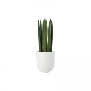 Cylindrical snake plant (Demo)