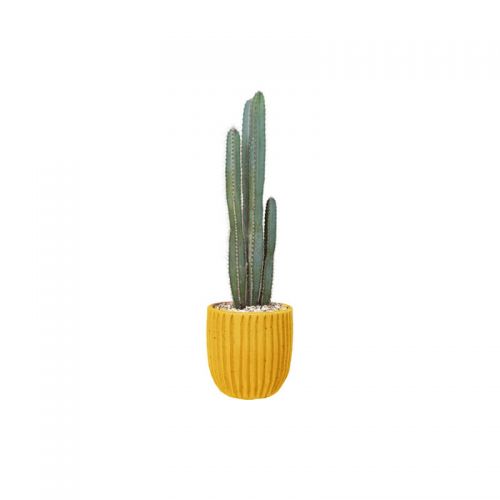 Candelabra Cactus (Demo)