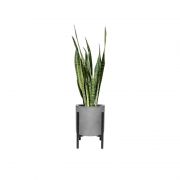 Snake Green Plant (Demo)